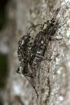Xylotrechus rusticus