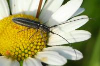 Agapanthia cardui