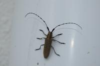 Agapanthia villosoviridescens