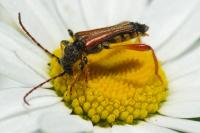 Stenopterus rufus