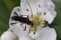 Grammoptera ruficornis