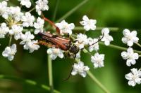 Stenopterus rufus