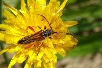 Stenopterus rufus