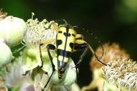 Rutpela maculata