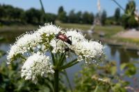 Stenurella bifasciata