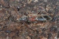 Poecilium alni