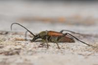 Stenurella bifasciata