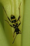 Clytus arietis