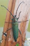 Aromia moschata