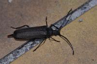 Aegosoma scabricorne