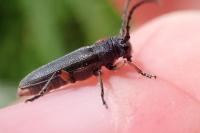 Phytoecia pustulata