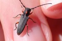 Phytoecia pustulata