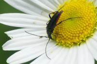 Rutpela nigra