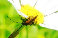 Stenurella melanura