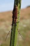 Agapanthia asphodeli
