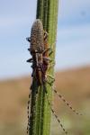 Agapanthia asphodeli