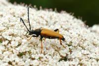 Stictoleptura rubra