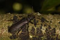 Aegosoma scabricorne
