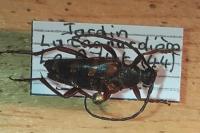 Leptura aurulenta