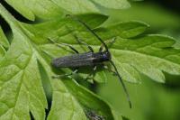 Phytoecia cylindrica