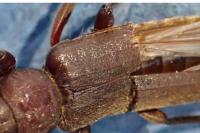 Arhopalus