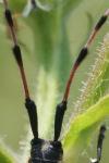 Agapanthia dahli