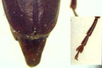 Arhopalus rusticus