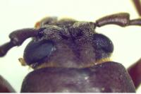 Arhopalus rusticus