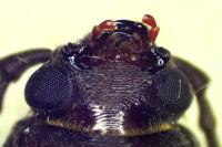 Arhopalus rusticus