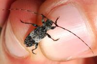 Leiopus linnei/nebulosus