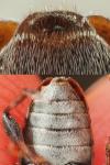 Leiopus linnei/nebulosus