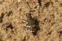 Cicindela hybrida
