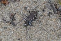 Cicindela hybrida