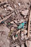 Cicindela campestris