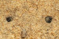 Cicindela