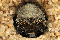 Cicindela