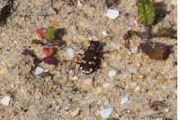 Cicindela hybrida