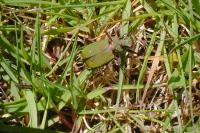 Cicindela campestris