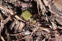 Cicindela campestris