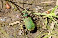 Cicindela campestris