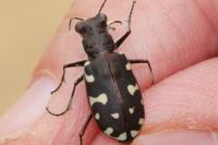 Calomera littoralis