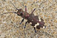 Cicindela hybrida