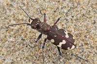 Cicindela hybrida
