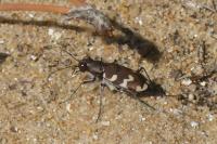 Cicindela hybrida