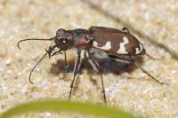 Cicindela hybrida