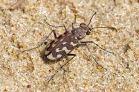 Lophyra flexuosa
