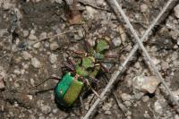 Cicindela campestris