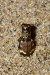 Cicindela hybrida