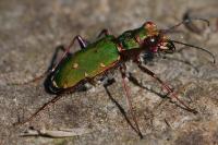 Cicindela campestris