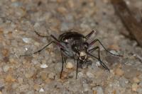 Calomera littoralis